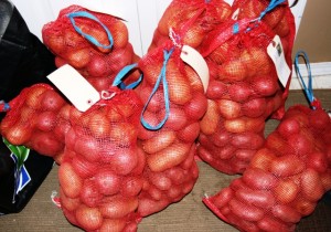 each of these bags is 10 pounds of potatoes. So imagine 50 of these...and a few potatoes on the side.