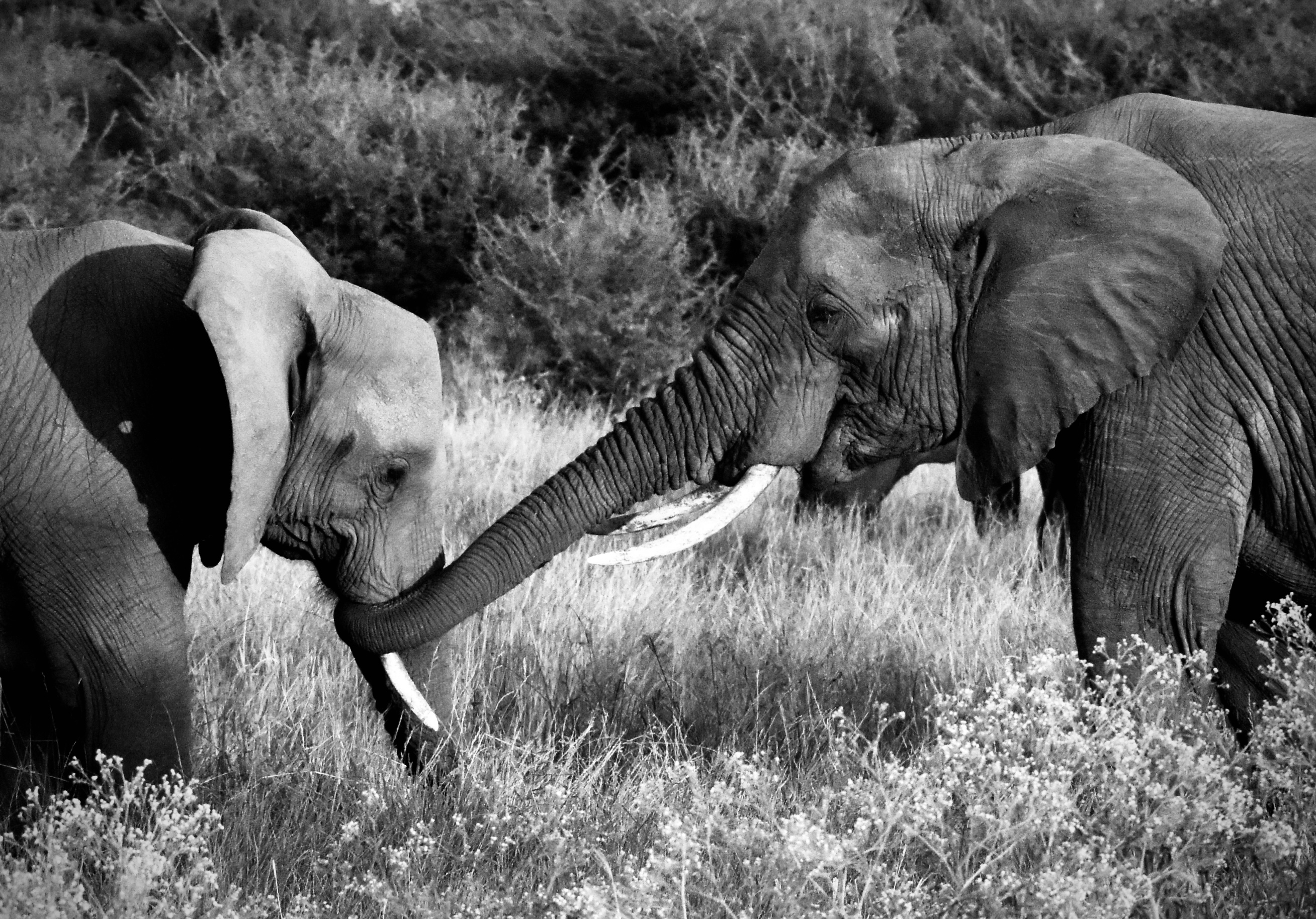 a-summary-what-africa-gave-me